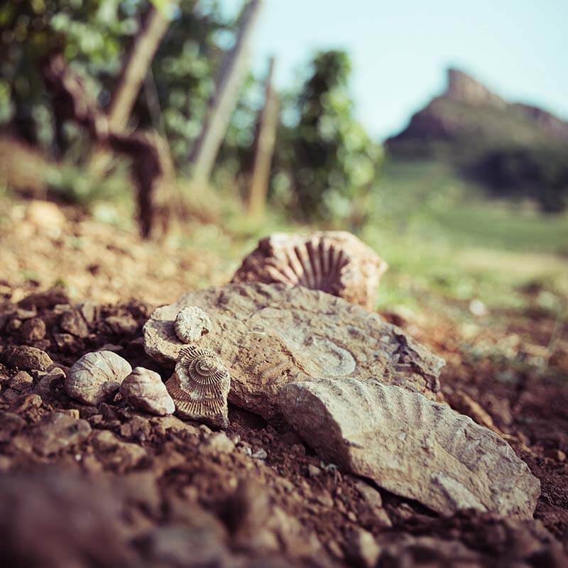 Close up of ammonite fossils - ancient sea shells now rocks - in the vineyard soils of Domaine des 3 Tilleuls in Solutré-Pouilly, Mâconnais, France