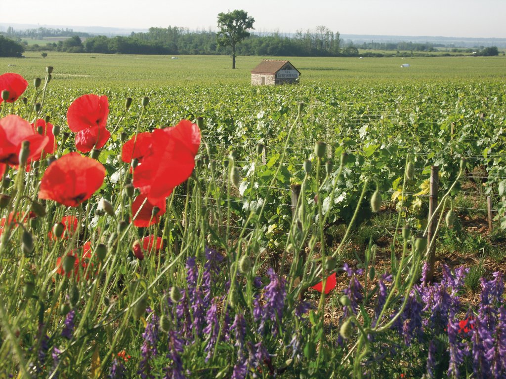 Meursault Les Genevrieres vineyard with poppies