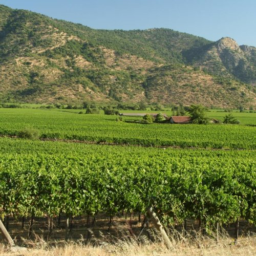 Caliterra vineyard