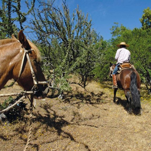 Horseback tour around Caliterra vineyard