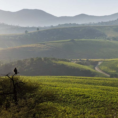 A bird of prey sits on a branch, surveying the rolling vine planted hillsides of the coastal region called Aconcagua Costa