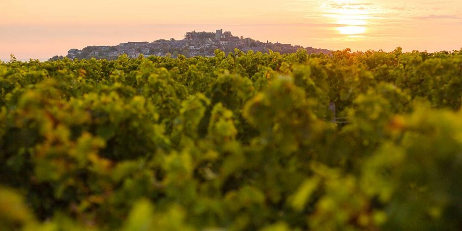 The medieval hilltop town of Sancerre visible behind a low-down view across a vineyard, with the sun setting behind