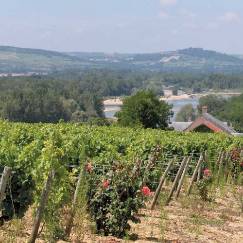 Pouilly-Fumé vineyard hillside, with dark pink roses at the end of the rows of vines, looking across to the winding river below and wooded hillsides beyond