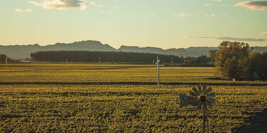 Windmills dotted around the sunset lit Left Field vineyard