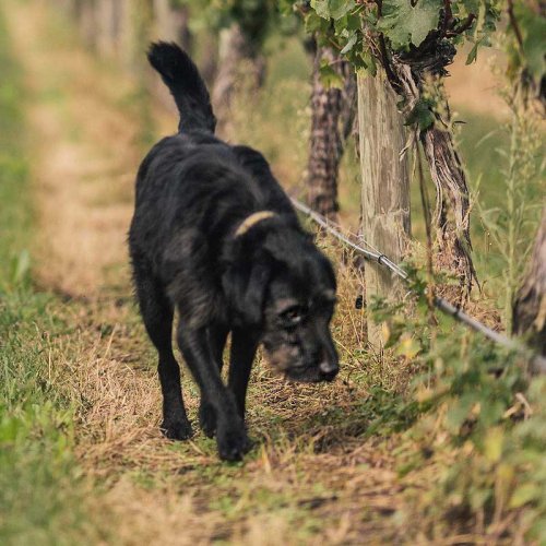 Sam - the black furred Left Field dog companion to winemaker Richard Painter, walking through the vineyard