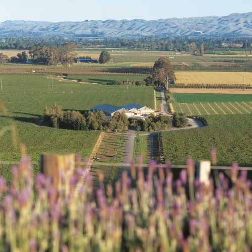 The 3 peaked roofs of the Left Field winery seen surrounded by vineyards, as seen from a hillside with blurred purple lavender in the foreground, and rippling hills across the background