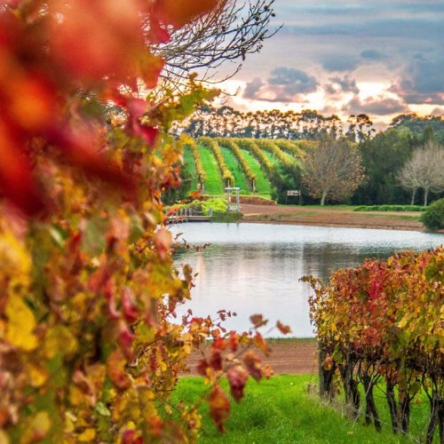 Looking down a row of autumnal leaved vines toward the lake outside the Margaret River Cellar Door visitor centre, more vines up the gently sloping hillside beyond