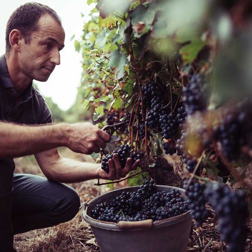 Nicolas Romy crouched in his vineyard, picking dark grapes to put into a brimming bucket full of grapes