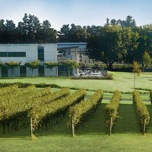 Villa Maria's Aukland winery visitor centre with vine rows in front