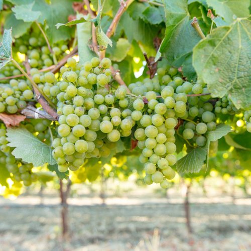 Chardonnay grapes ripening on the vine, almost ready for harvesting