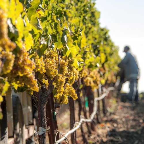 Harvest time at Domaine Carneros, vines laden with grapes disappearing into the distance where a picker is working