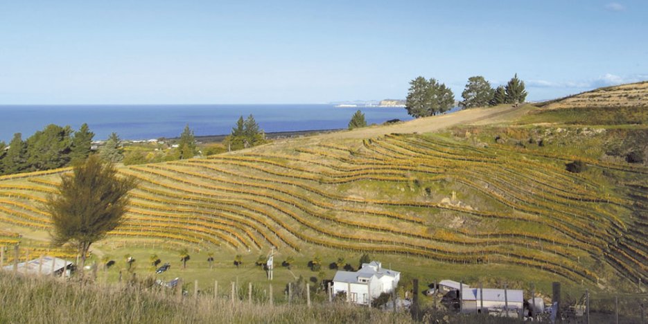 The Terraces vineyard landscape shot of vines on the hillside with the sea in the background
