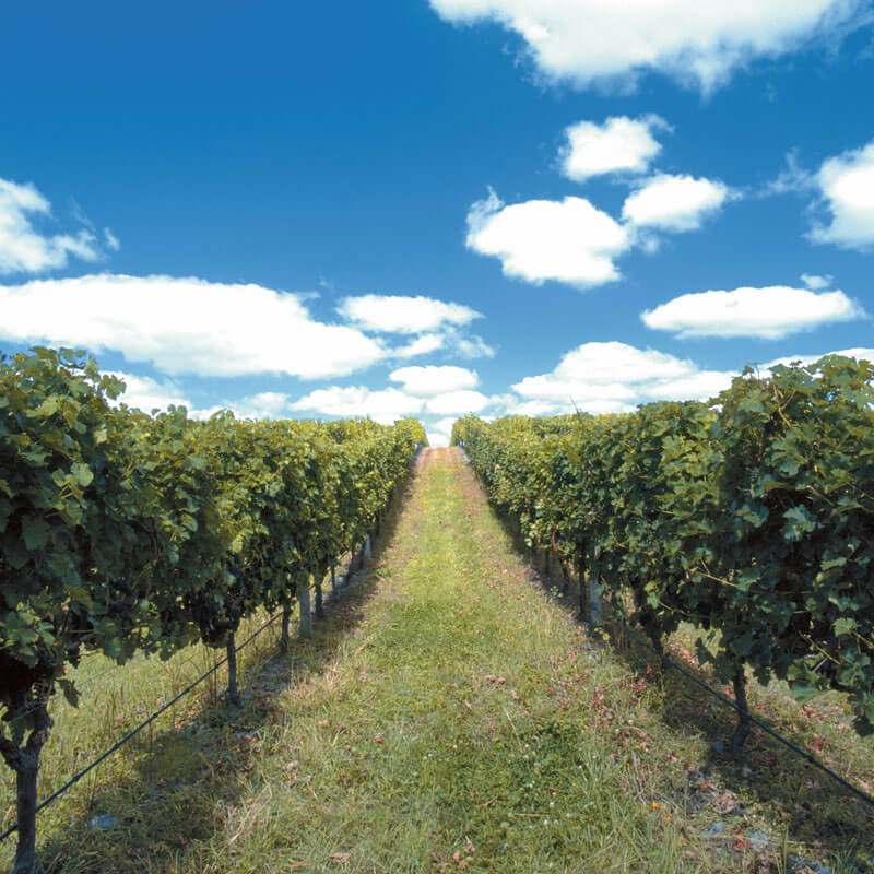 Looking up a row of vines on a gently rising grassy slope, with a cloud studded blue sky above