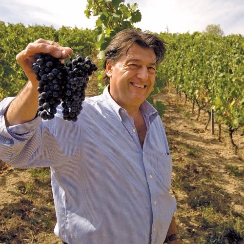 Jean-Luc Colombo, dressed in a pale blue checked shirt, holds up a ripe bunch of red grapes to the camera, whilst stood in the vineyard