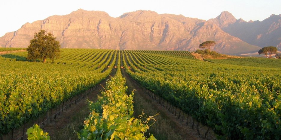 Stellenbosch mountain rises behind the rolling Kleine Zalze vineyard