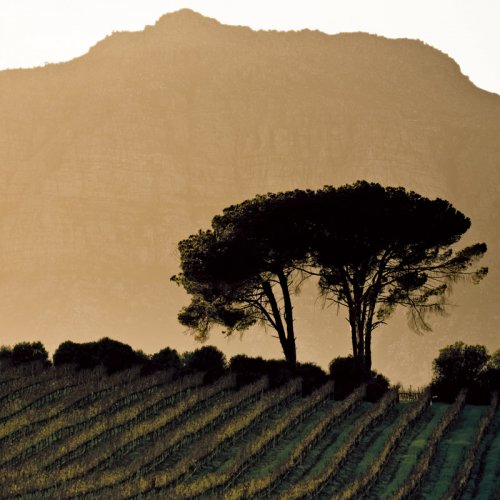 A pair of trees line the ridge behind a hillside of vines, with the Stellenbosch mountain fading into the background at sunset