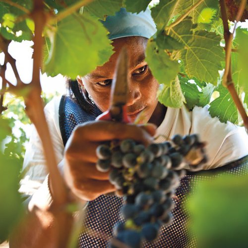 Close up view through the vines of a South African lady vineyard worker harvesting red grapes with the aid of secateurs