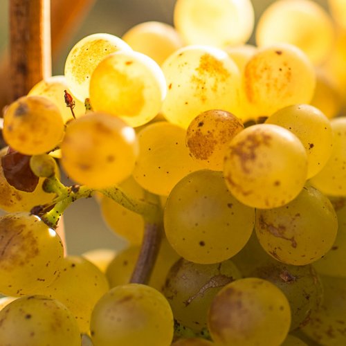 Close up of ripe Chardonnay grapes