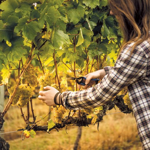 Young woman cutting chardonnay grapes off the vine with secateurs