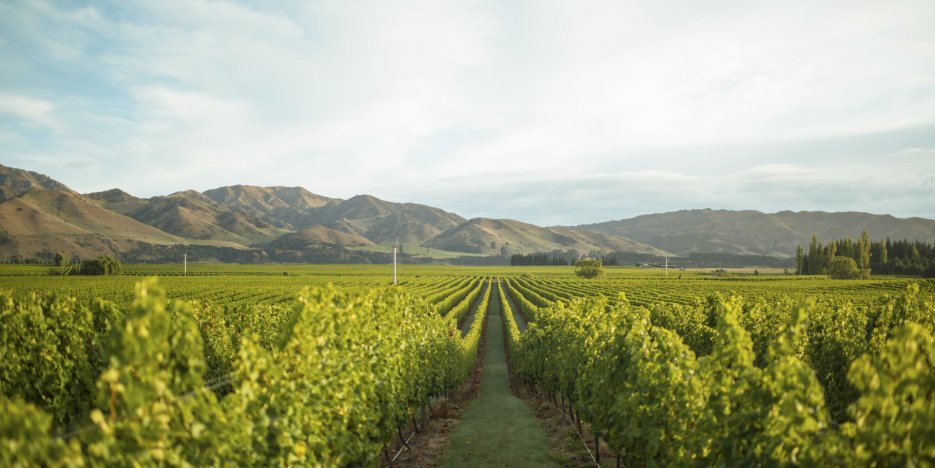 Looking down the centre of long rows of Marlborough, Seddon vineyard vines