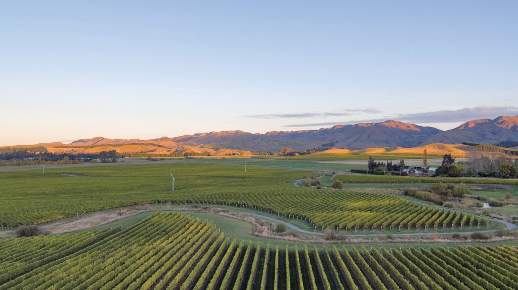 Marlborough - Seddon vineyards in dusk light