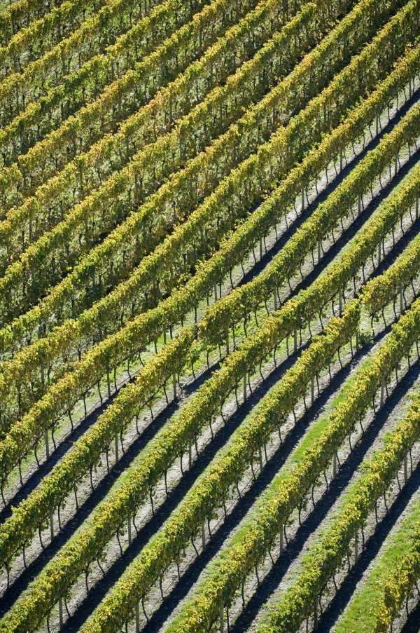 close up of rolling rows of vines from the air