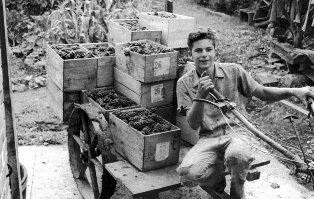 Black and white photo of a young George Fistonich sat on a bike-cart with boxes of grapes