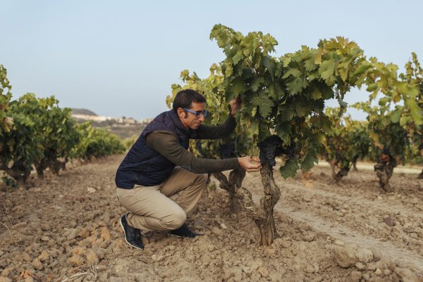 Jorge Navascués - Contino Head Winemaker in the vineyard