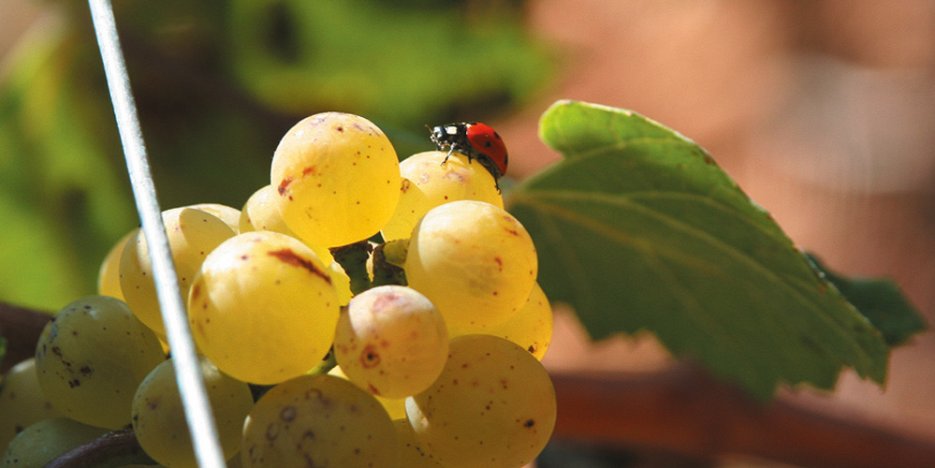 Ladybird on white grapes