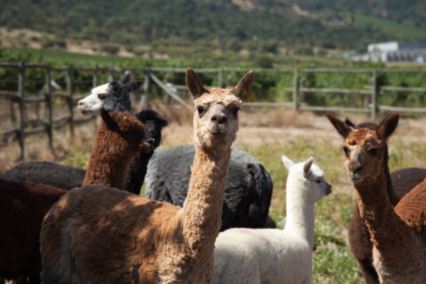 Alpaca roam wild around the Caliterra vineyards