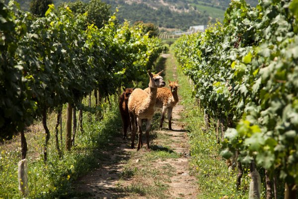 Alpaca roam wild around the Caliterra vineyards