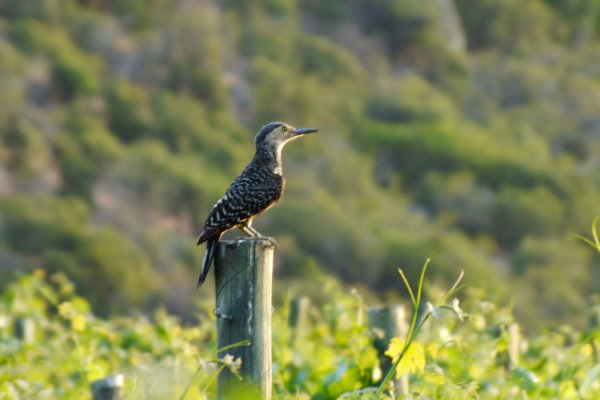 Wild bird in a Caliterra vineyard