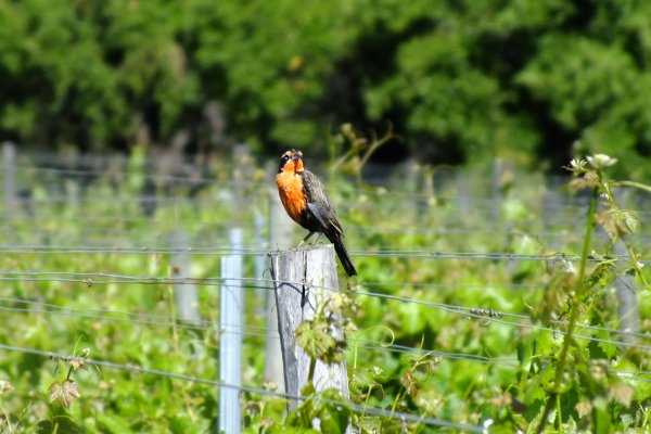 Wild bird in a Caliterra vineyard