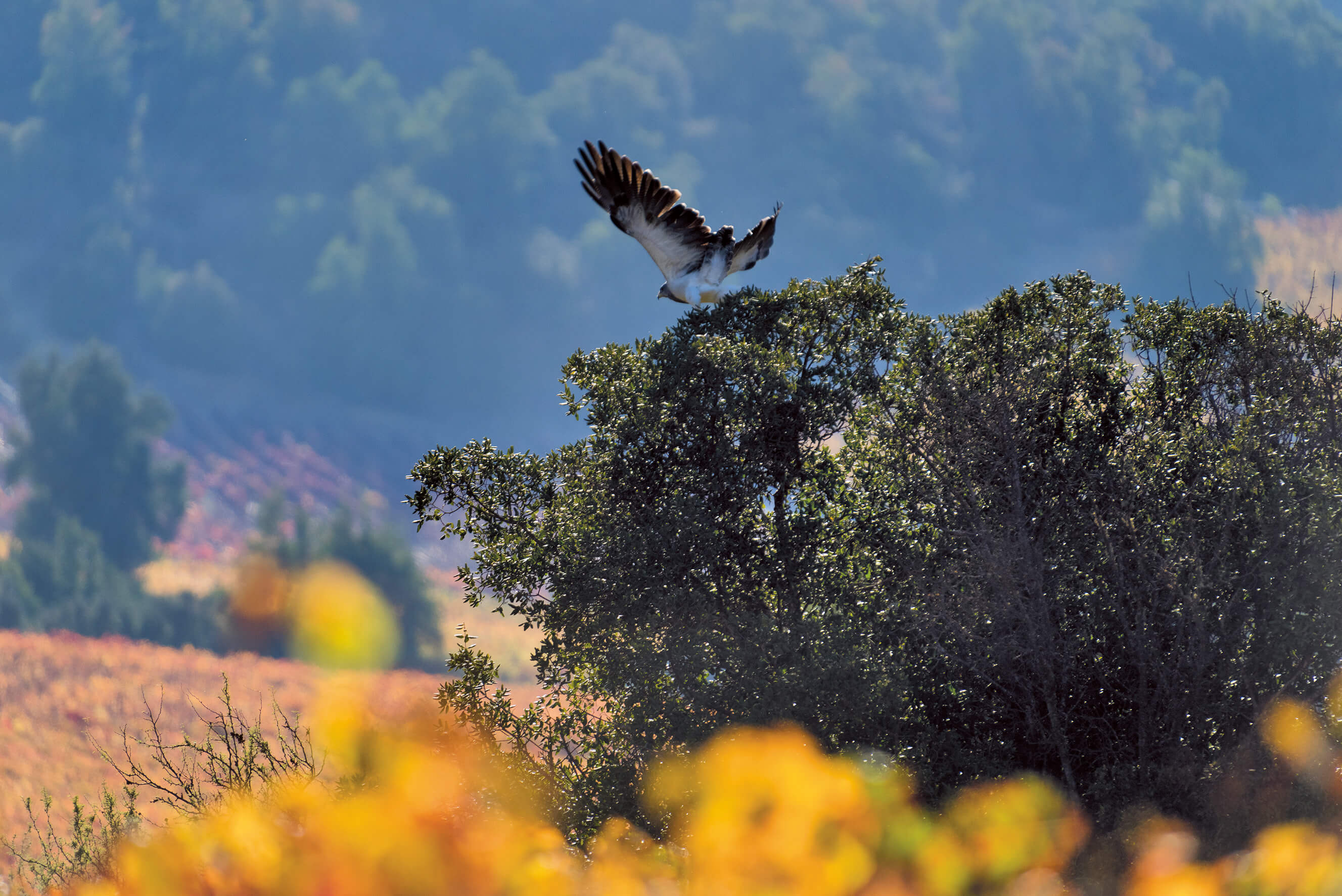 Bird of prey takes flight in a Caliterra vineyard