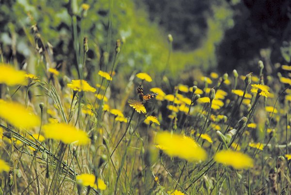 Wildflowers and butterflies in Caliterra's Sustainability Certified vineyards