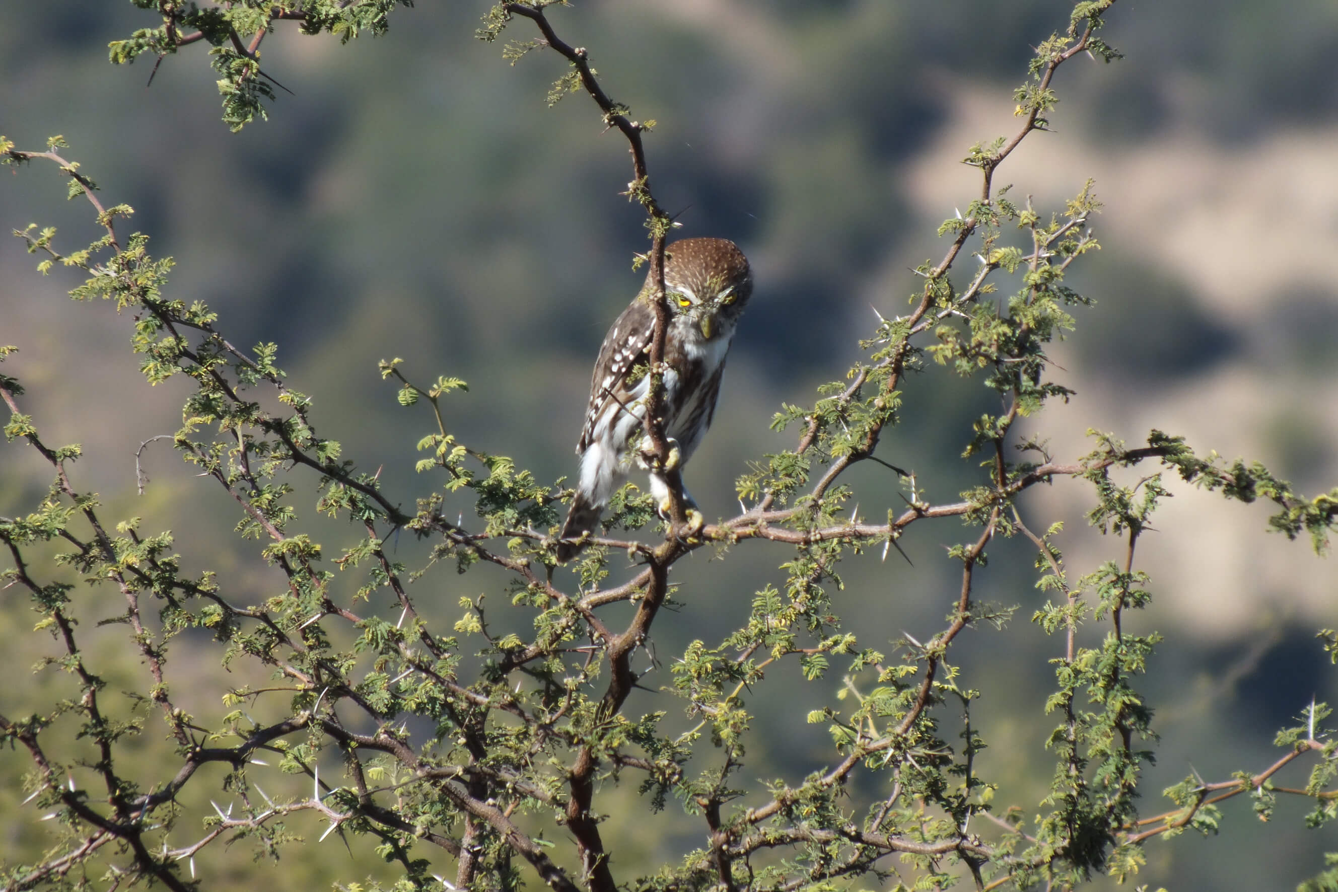 An owl looks for the next meal in the Caliterra vineyard