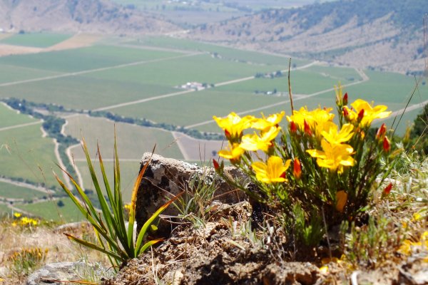 Yellow wildflowers on the high hilltop above the Caliterra vineyards