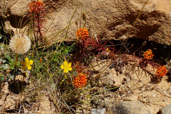 Yellow wildflowers that surround the Caliterra vineyards