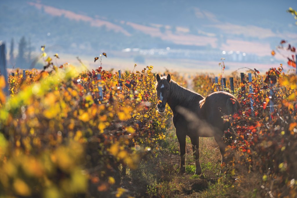 Wild horses roam the vineyards of Caliterra