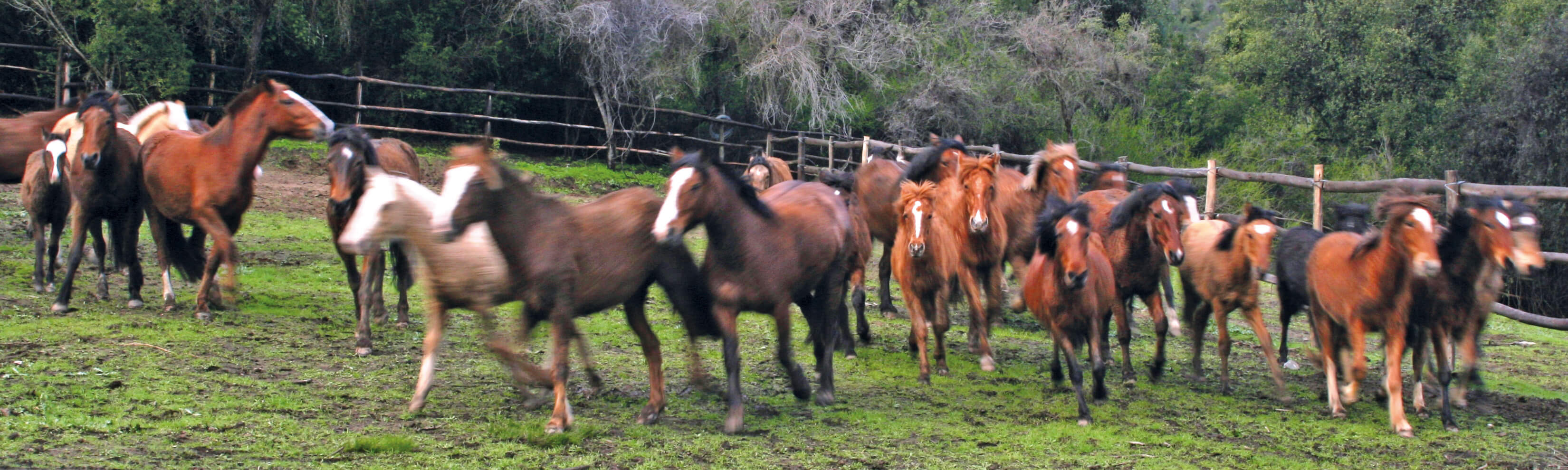 Wild horses roam the vineyards of Caliterra