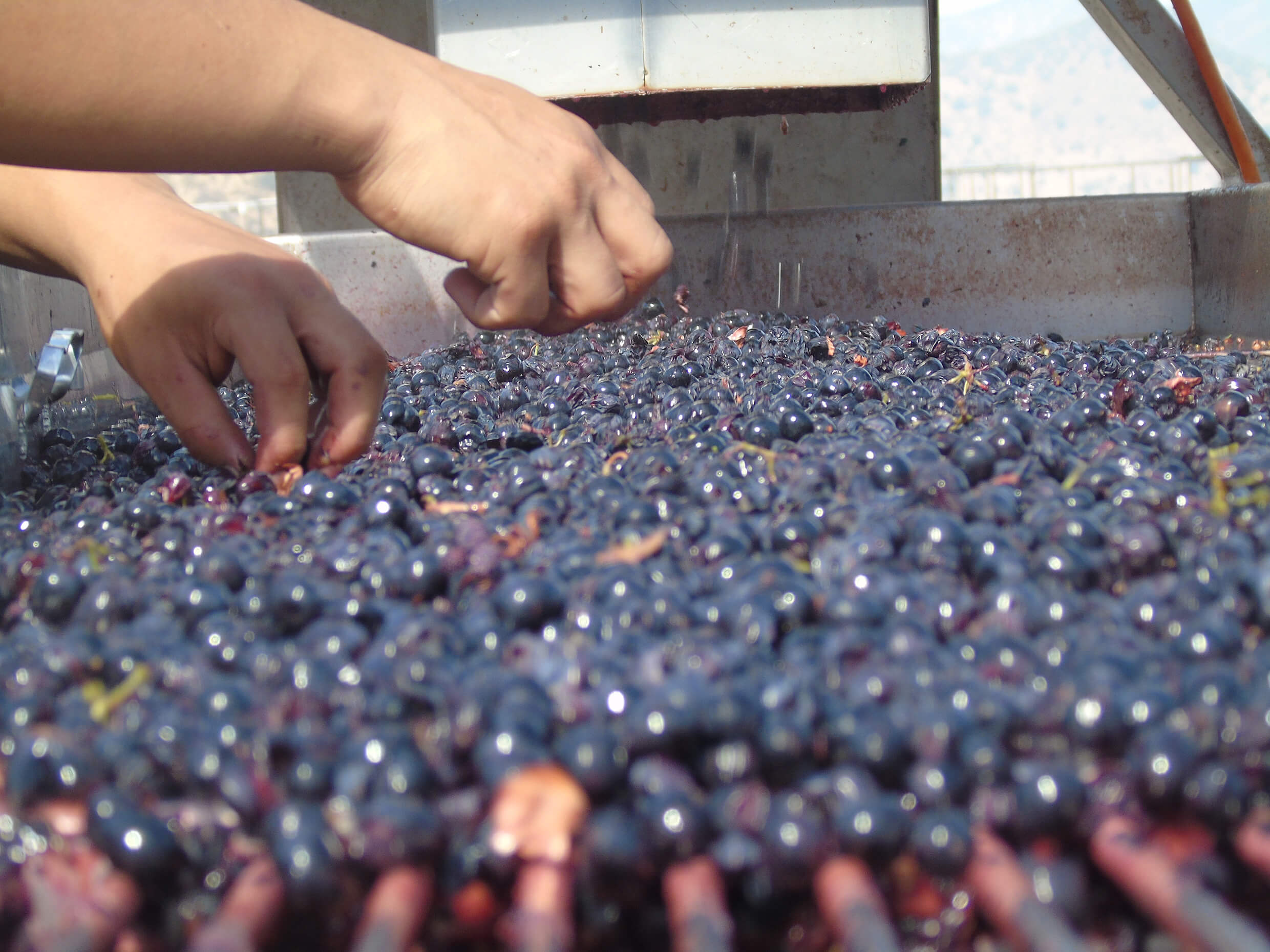 Hand checking red grapes on a conveyor at the winery
