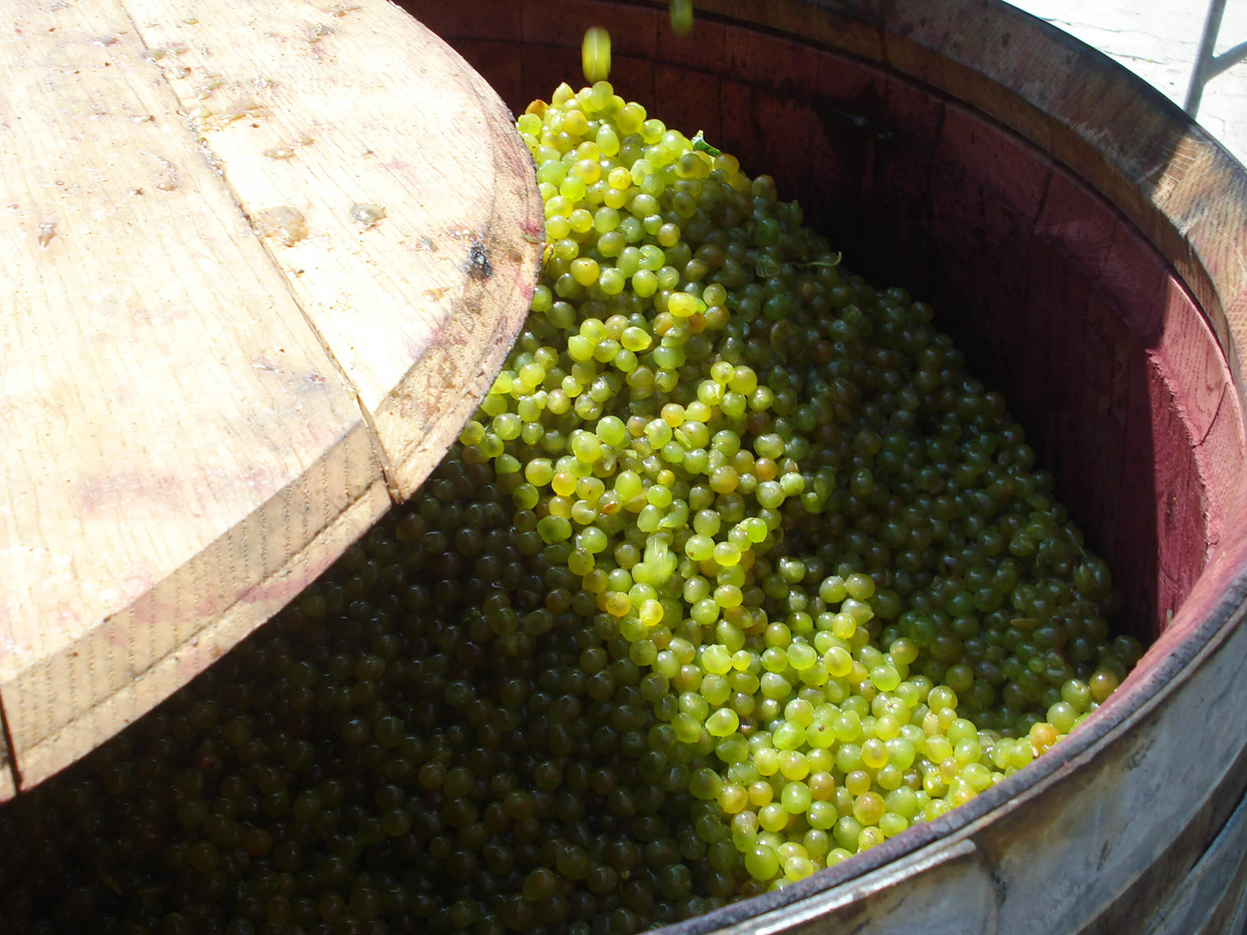 White grapes ready for the first pressing in the winery