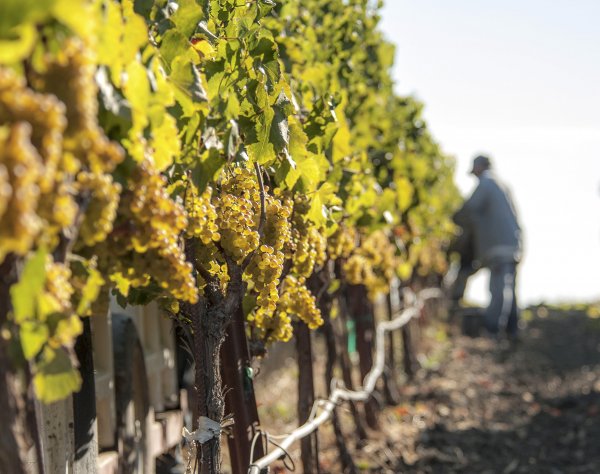 A row of Chardonnay being harvested by hand. Image credit Avis Mandel Pictures