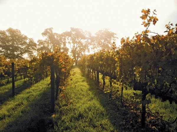 Vineyard in the mist. Image credit Avis Mandel Pictures