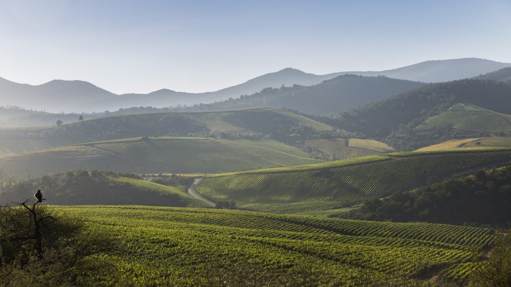 Aconcagua Costa vineyards - image credit Sara Matthews