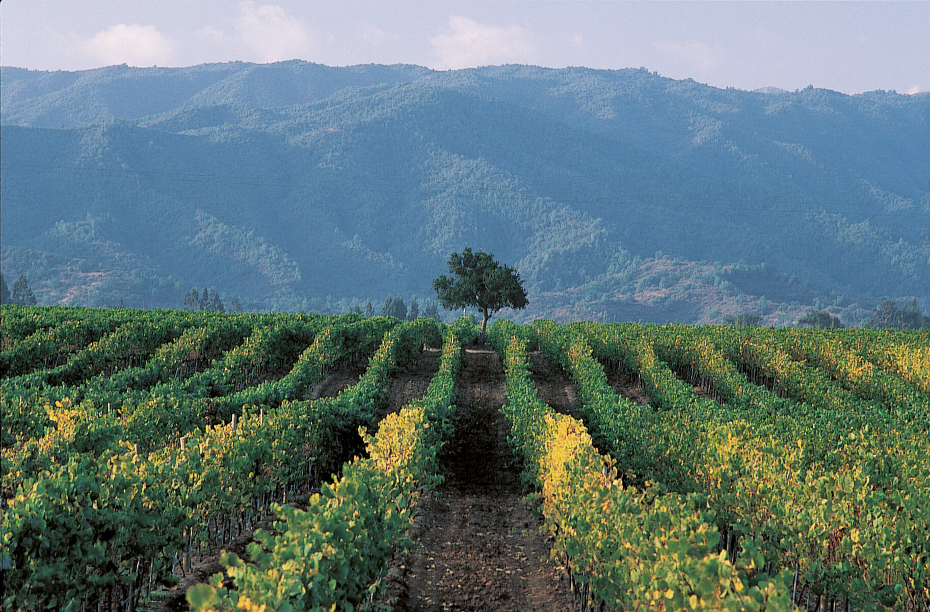 La Escultura vineyard