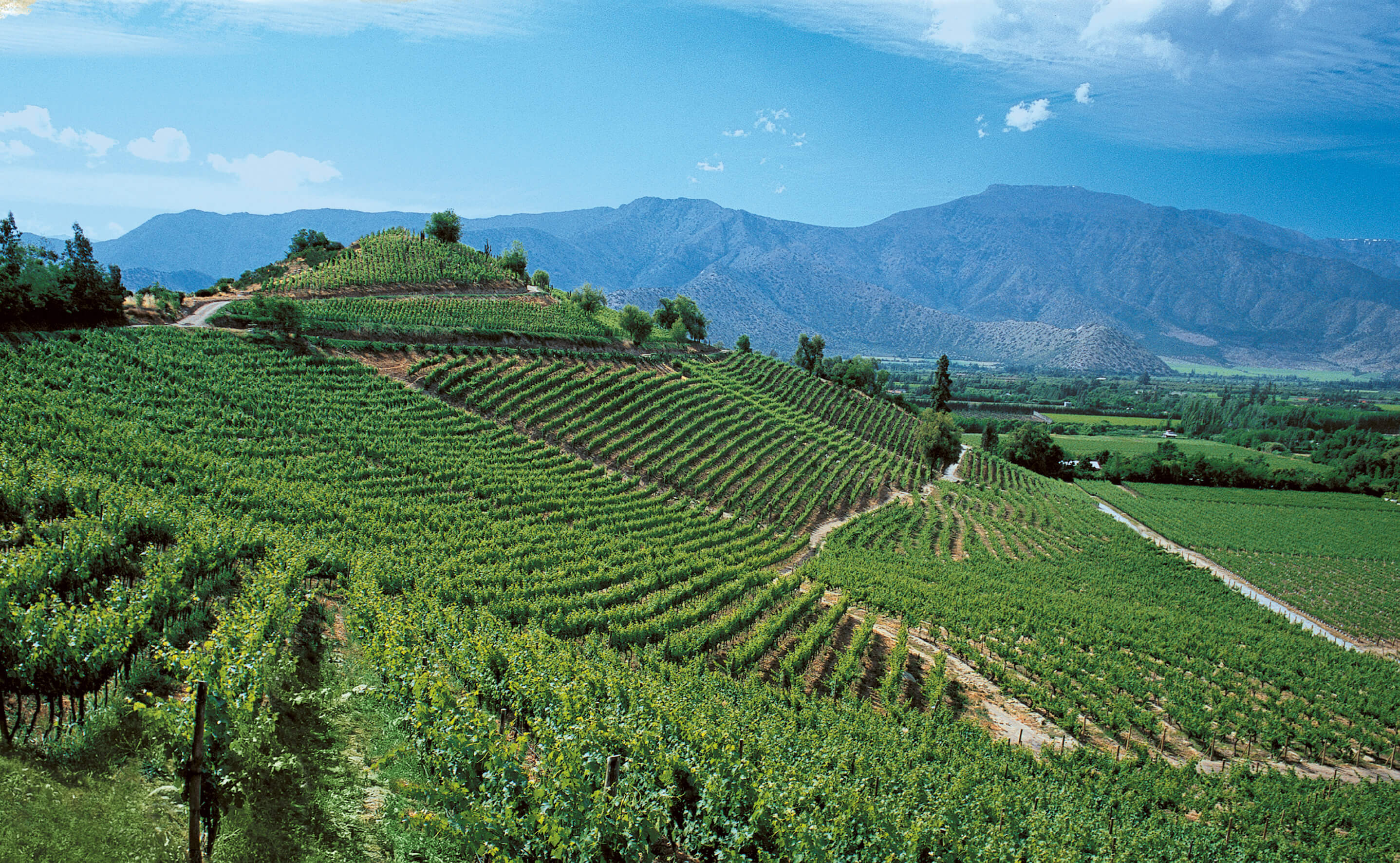 Aconcagua Valley Max 1 Terrace vineyard