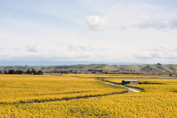 Hawkes Bay Twyford vineyard, in yellow autumn leaf