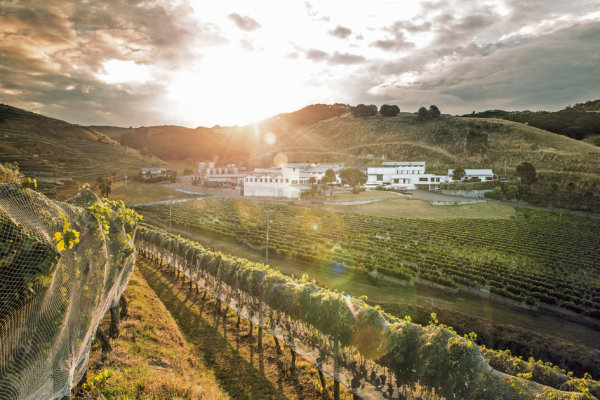 The Terraces vineyard with low sun