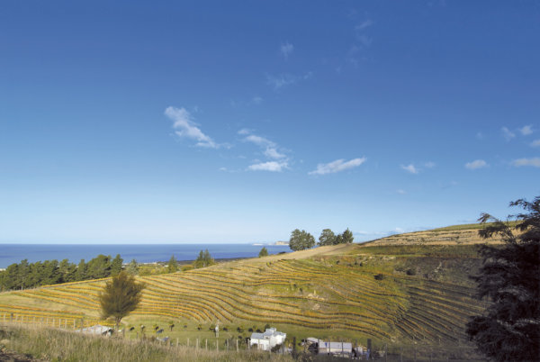The Terraces vineyard slopes with the sea and blue sky behind